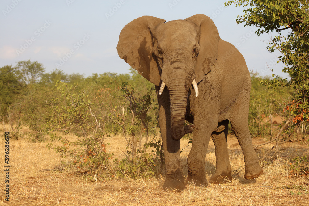 Obraz premium Afrikanischer Elefant / African elephant / Loxodonta africana