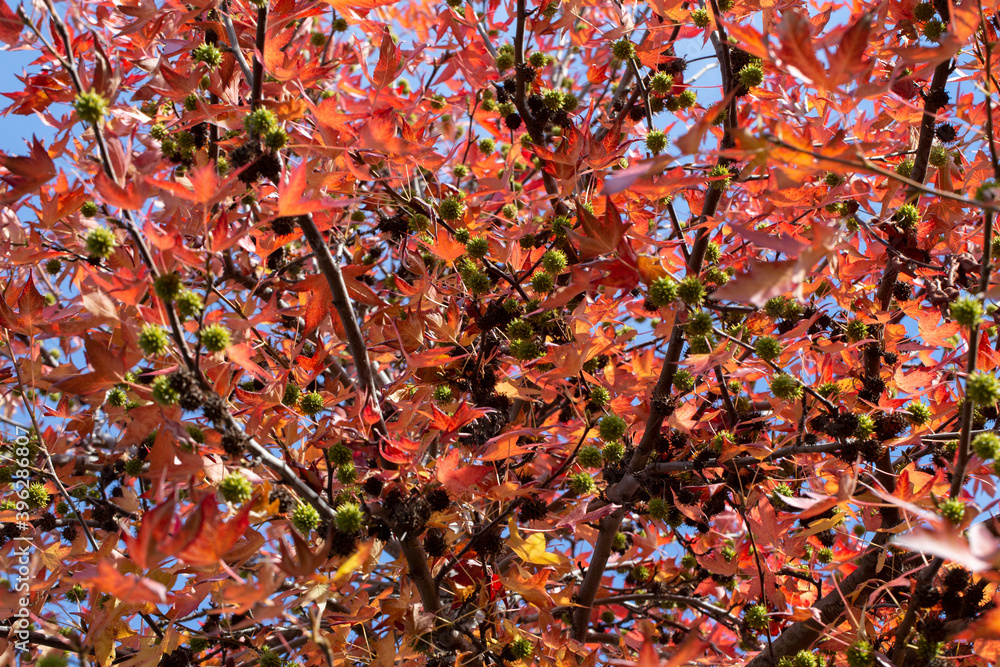 autumn tree and leaves in red tones autumn tree and leaves in red tones