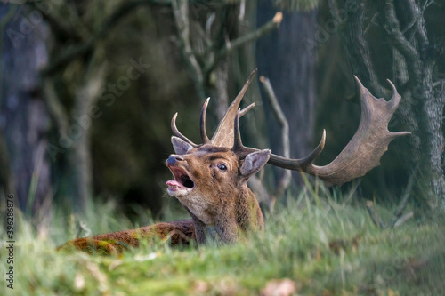 Plakat deer in the woods