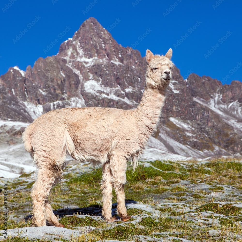 Fototapeta premium llama or lama on pastureland