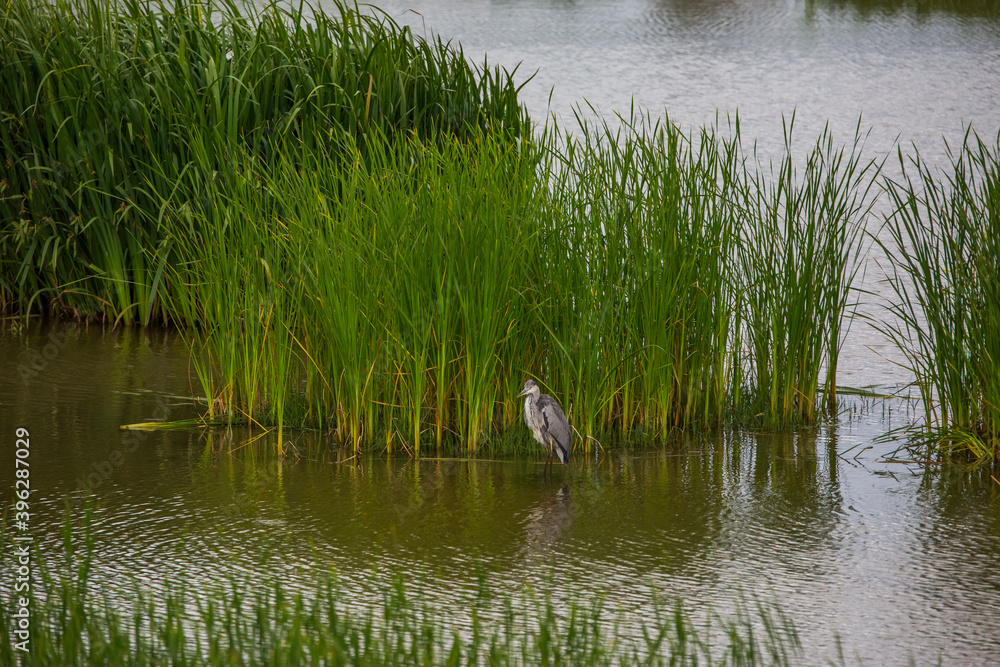Great egret in Aiguamolls De L'Emporda Nature Reserve, Spain Great egret in Aiguamolls De L'Emporda Nature Reserve, Spain