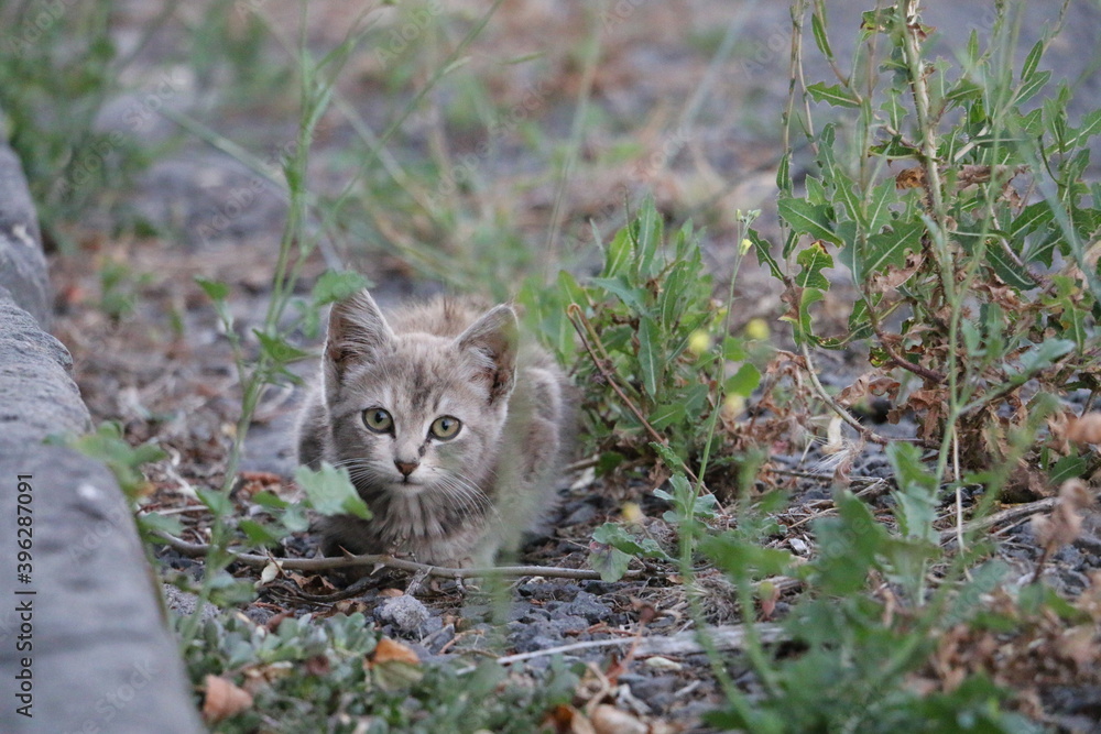 Obraz premium cat in the grass