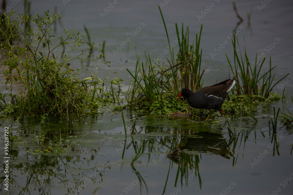 Fototapeta premium Common moorhen in Aiguamolls De L'Emporda Nature Reserve, Spain
