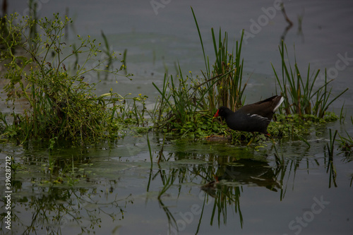 Common moorhen in Aiguamolls De L'Emporda Nature Reserve, Spain