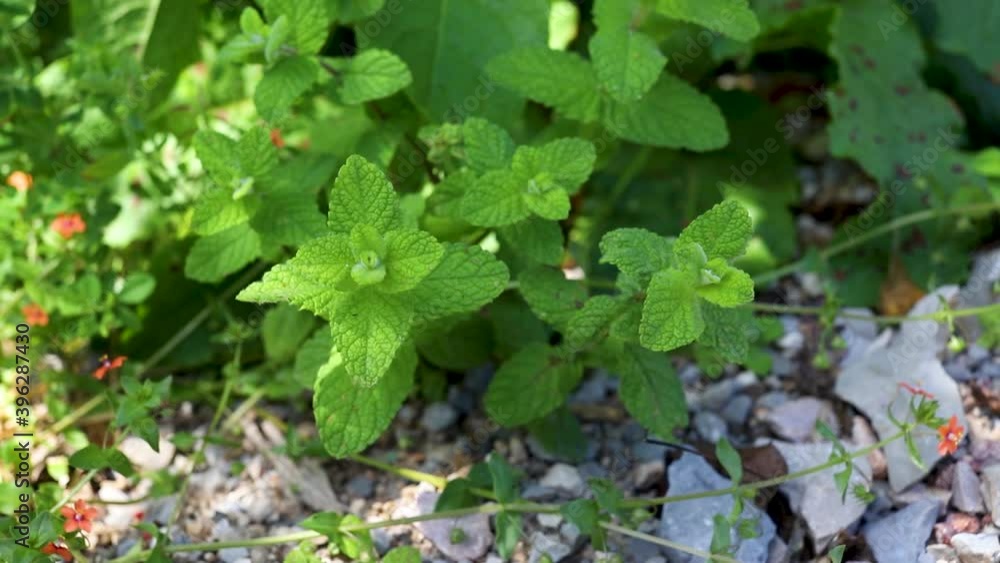 beautiful small flower growing in field beautiful small flower growing in field