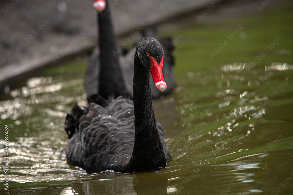 Fototapeta premium Nice black swan sweeming on lake spring nature ecology