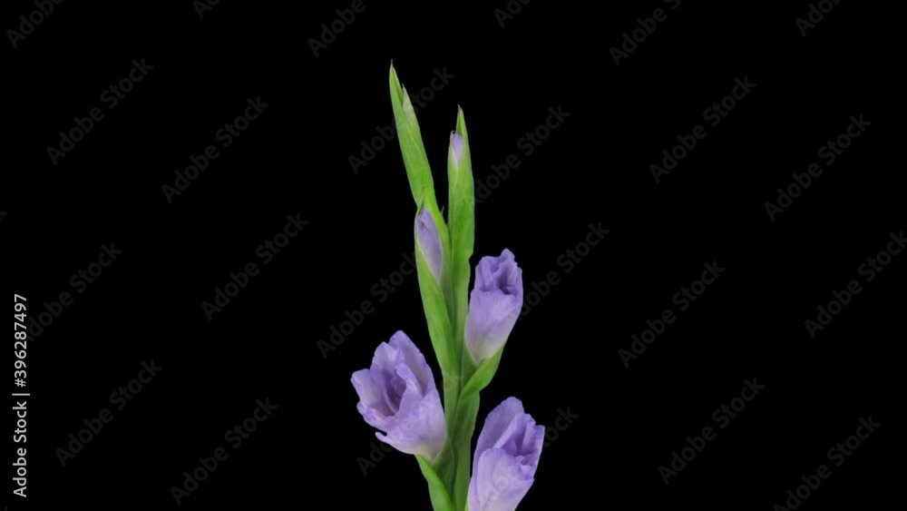 Time-lapse of opening purple gladiolus flower 3a3 in RGB + ALPHA matte format isolated on black background
Time-lapse of opening purple gladiolus flower 3a3 in RGB + ALPHA matte format isolated on black background