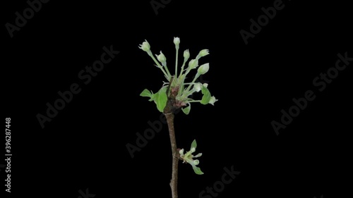 Time-lapse of blooming apple branch 1x3 in RGB + ALPHA  matte format isolated on black background
 photo