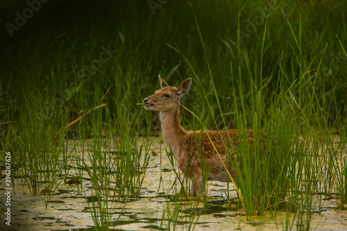 Fototapeta Naklejka Na Ścianę i Meble -  Fallow deer in Aiguamolls De L'Emporda Nature Reserve, Spain
