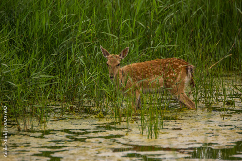 Fototapeta Naklejka Na Ścianę i Meble -  Fallow deer in Aiguamolls De L'Emporda Nature Reserve, Spain