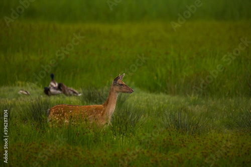 Fototapeta Naklejka Na Ścianę i Meble -  Fallow deer in Aiguamolls De L'Emporda Nature Reserve, Spain