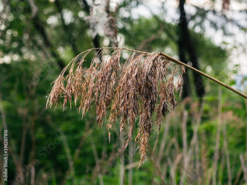 Sorghum halepense. Johnson grass. Aleppo grass photo