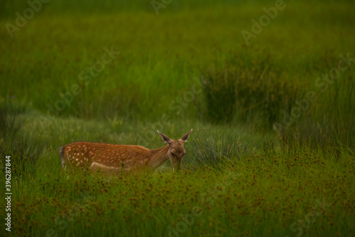 Fototapeta Naklejka Na Ścianę i Meble -  Fallow deer in Aiguamolls De L'Emporda Nature Reserve, Spain