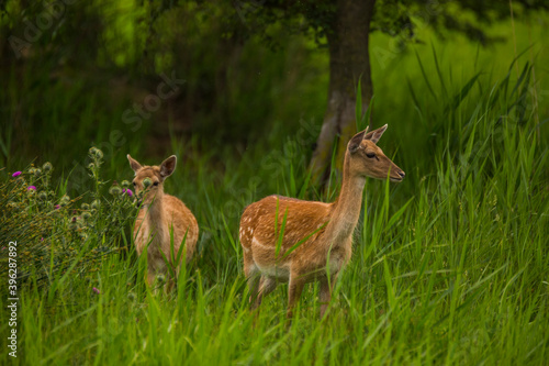Fototapeta Naklejka Na Ścianę i Meble -  Fallow deer in Aiguamolls De L'Emporda Nature Reserve, Spain