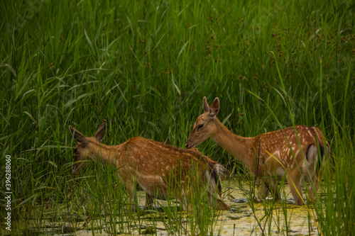 Fototapeta Naklejka Na Ścianę i Meble -  Fallow deer in Aiguamolls De L'Emporda Nature Reserve, Spain