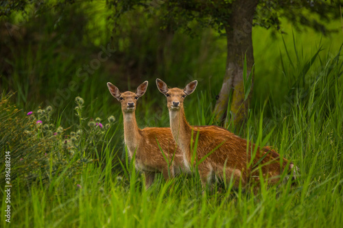 Fototapeta Naklejka Na Ścianę i Meble -  Fallow deer in Aiguamolls De L'Emporda Nature Reserve, Spain