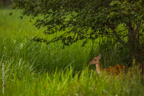 Fototapeta Naklejka Na Ścianę i Meble -  Fallow deer in Aiguamolls De L'Emporda Nature Reserve, Spain