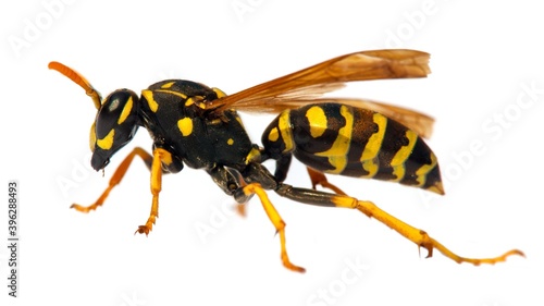 wasp or German yellowjacket isolated on white background