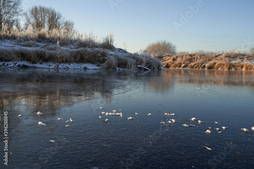 Breath of winter, first ice on the lake, dawn on a frosty morning with frost on the grass, close-up of frost, patterns on the first ice.