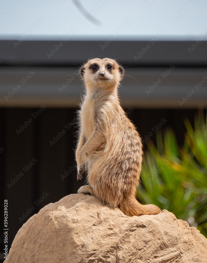 Fototapeta premium meerkat on guard