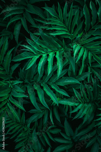 green plant leaves in the nature  green background