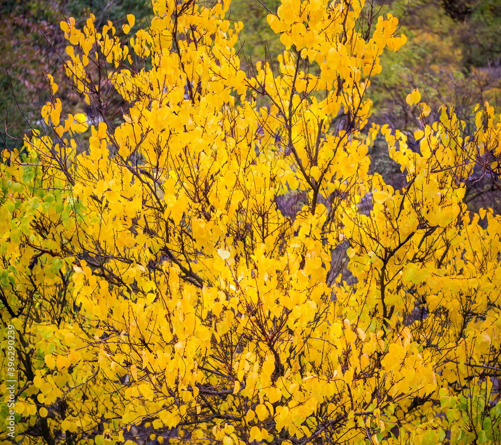 Top of apricot tree with yellow autumn leaves Top of apricot tree with yellow autumn leaves