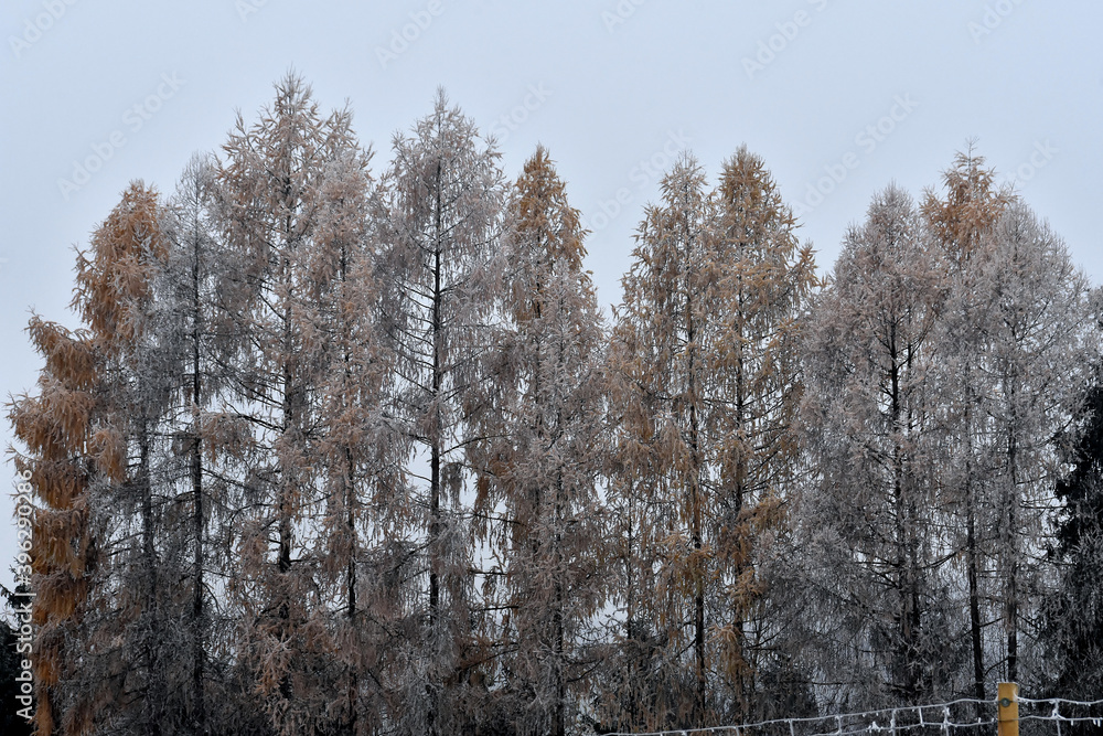 Fototapeta premium Trübes Herbstwetter und Raureif auf den Bäumen