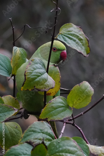 London, UK. Sunday, November 29th, 2020. A parakeet in a garden in Ealing, London. Photo: Richard Gray/Adobe