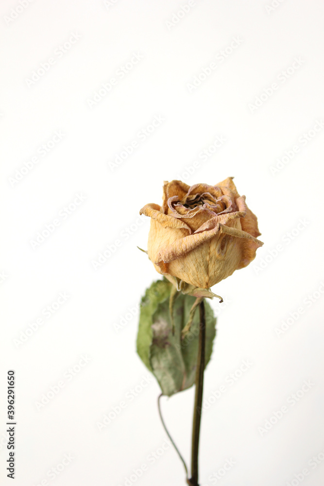 Dried yellow rose flower isolated on white background