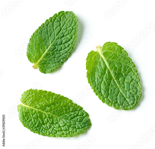 fresh green mint leaves