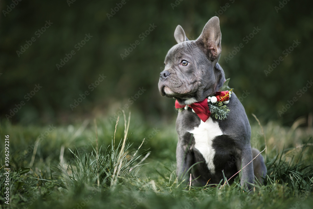 Beautiful young blue French Bulldog dog wearing seasonal Christmas collar with red bow tie on blurry green background
