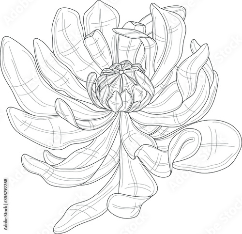 Realistic peony flower sketch template. Cartoon chinese rose vector illustration in black and white for games, background, pattern, decor. Print for fabrics. Coloring paper, page, story book