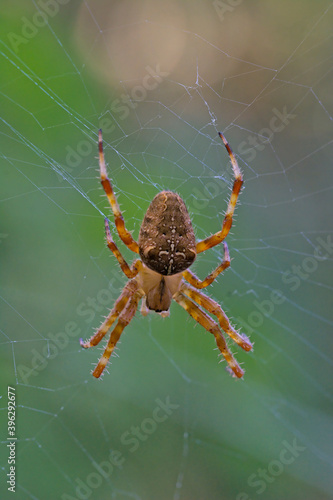 European garden spider, diadem spider, orangie, cross spider and crowned orb weaver (Araneus diadematus) spider, Greece