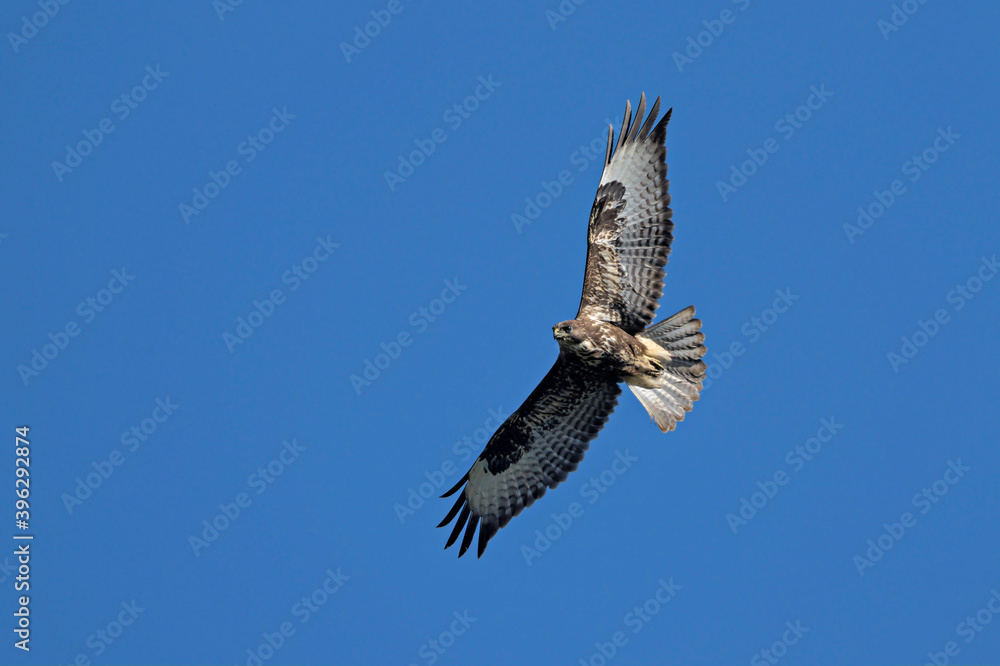 Eurasian Buzzard (Buteo buteo), Greece Eurasian Buzzard (Buteo buteo), Greece