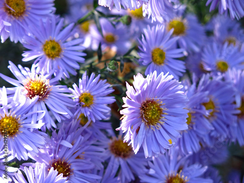 blue fluffy autumn daisies before frost in the garden