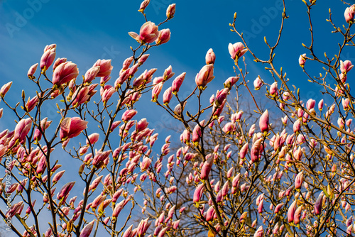 flowering pink magnolia on a background of blue sky on the street. The flowers bloom in early spring.