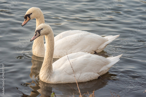 Zwei Schwäne auf einen See photo