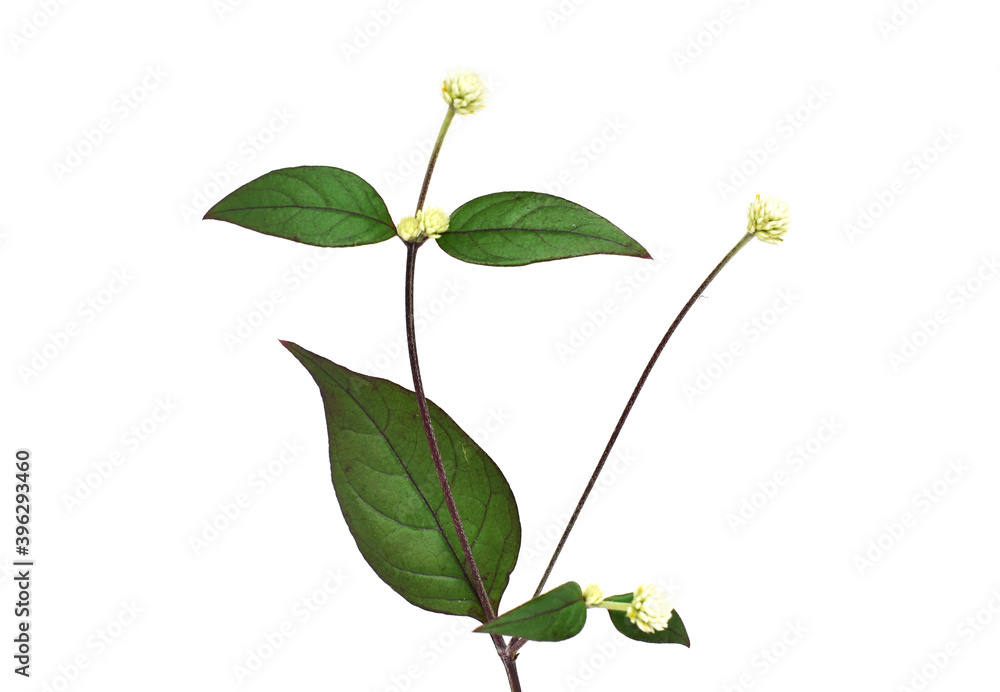 Fototapeta premium plant isolated on white background
