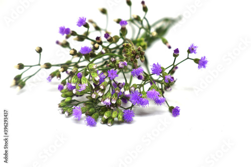 lavender flowers isolated on white