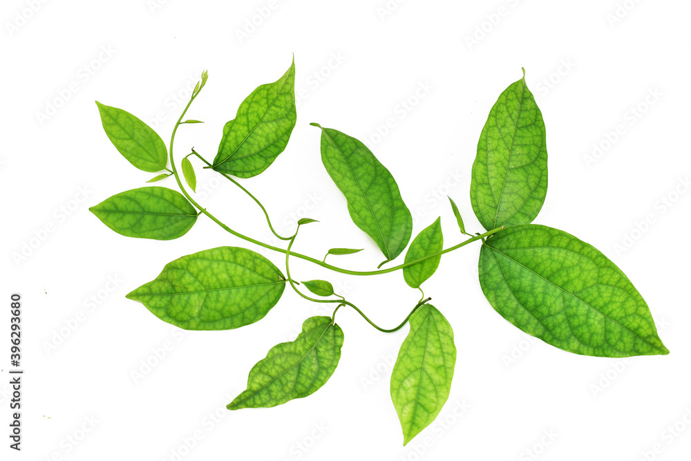 Leaves of yanang, Thai medicinal isolated on white