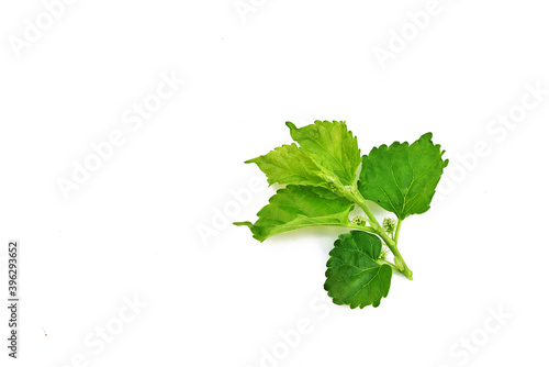 Leaves of mulberry Thai medicinal isolated on white