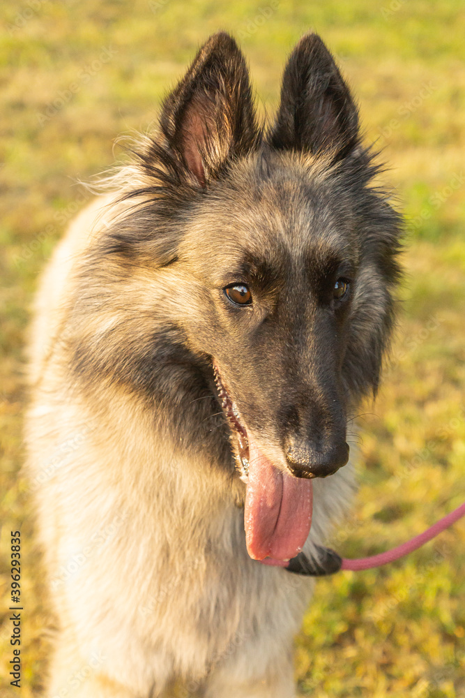 Fototapeta premium Young female long-haired fawn Tervuren Belgian Shepherd dog seen outdoors on a summer day in northern Italy