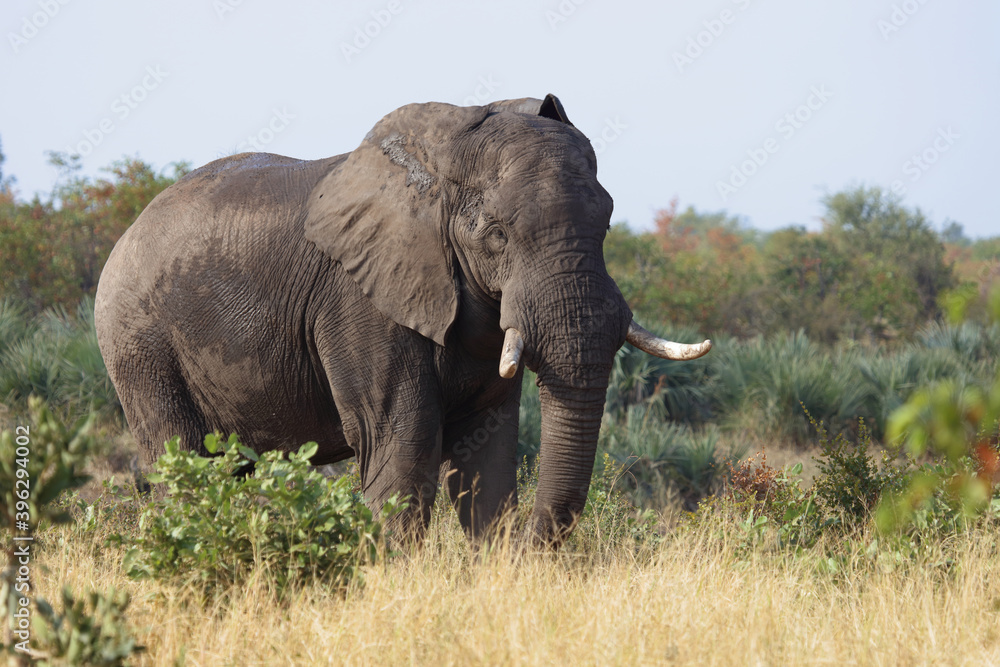 Fototapeta premium Afrikanischer Elefant / African elephant / Loxodonta africana