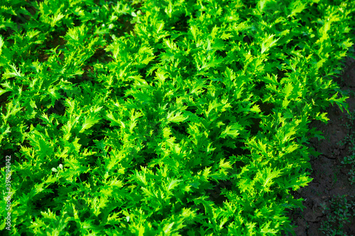 Closeup of fresh green serrated leaves of arugula growing on plantation ..