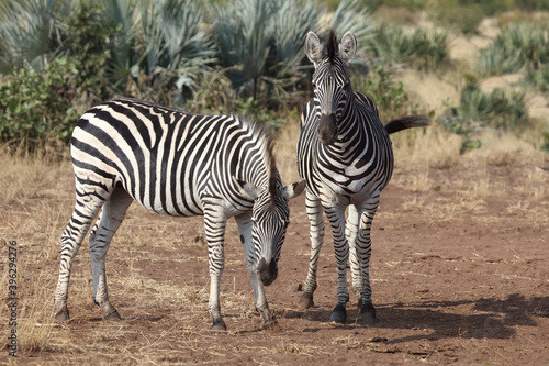 Steppenzebra   Burchell s zebra   Equus burchellii