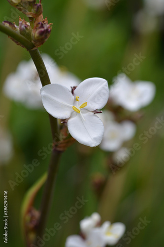 New Zealand satin flower