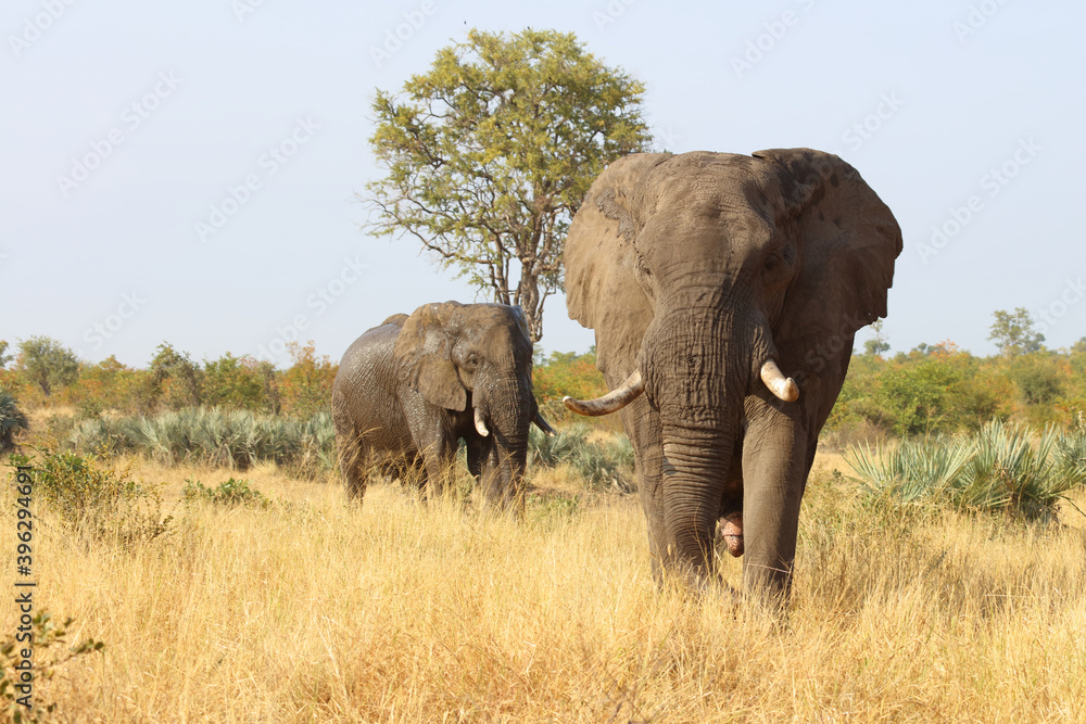 Afrikanischer Elefant / African elephant / Loxodonta africana Afrikanischer Elefant / African elephant / Loxodonta africana