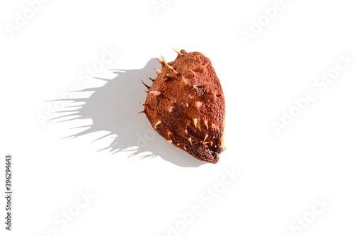 one ripe brown prickly chestnut peel with shadow isolated on white background, concept natural, seasonal, merry christmas