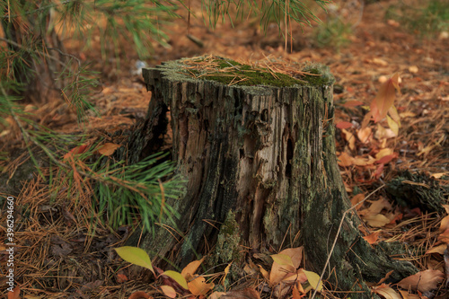 Forest old stump, a stump that was left after a tree was cut in the forest.