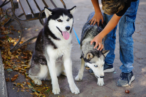 two dogs, Siberian huskies. one black-and-white dog sits while a gray dog is stroked by a girl's hands